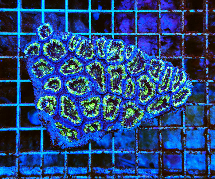 Australian Peerless Acanthastrea