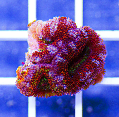 Australian Peerless Rainbow Acanthastrea