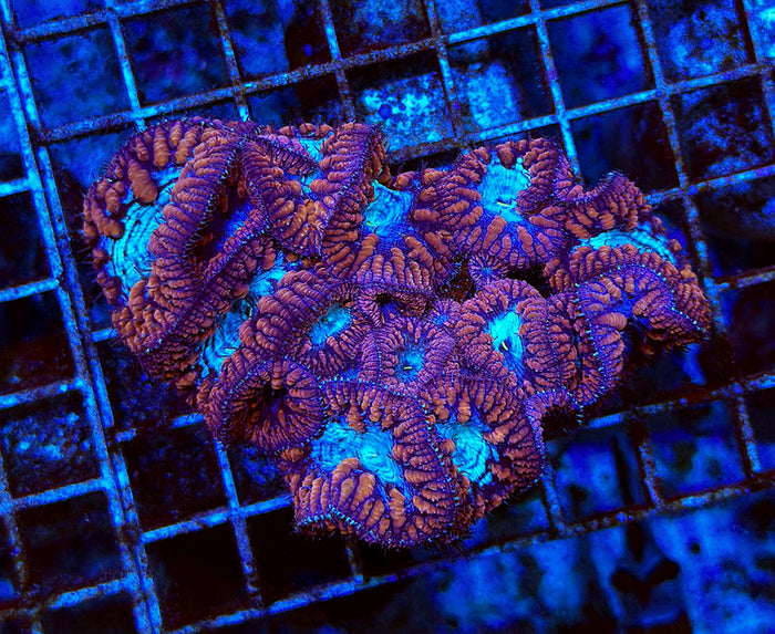 Australian Premium Blastomussa