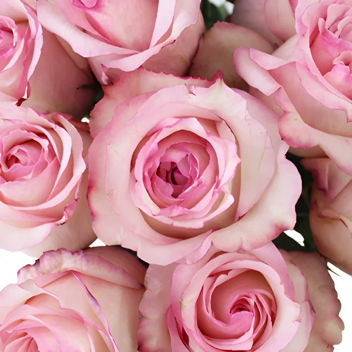 Delicious Pink Rose