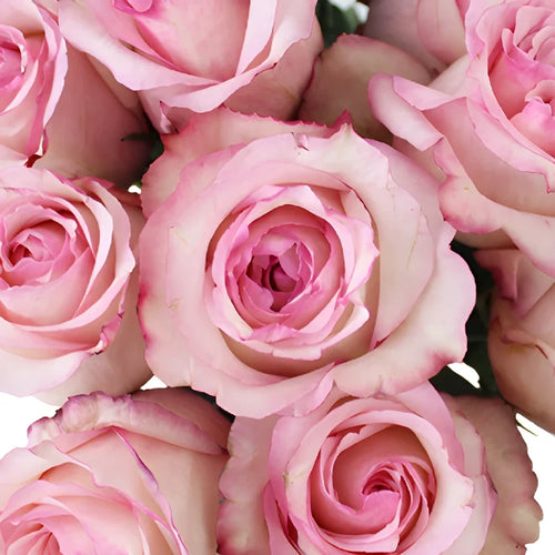 Delicious Pink Rose
