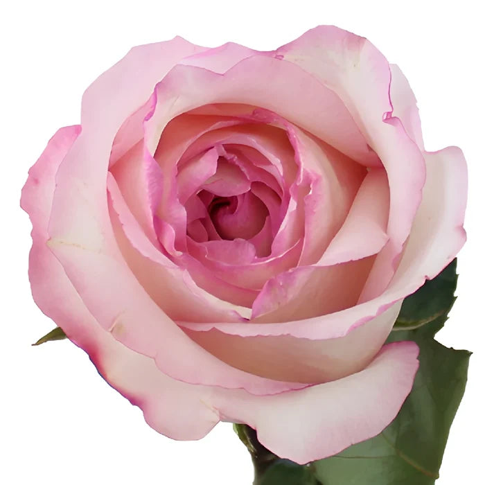 Delicious Pink Rose