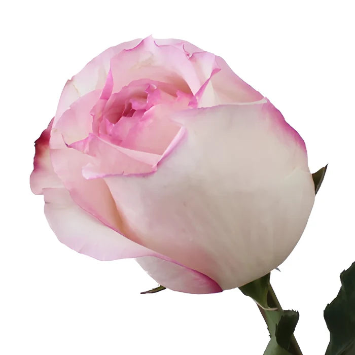 Delicious Pink Rose