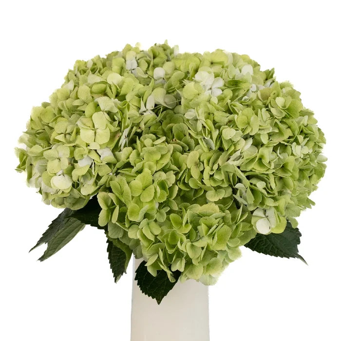 Giant Pale Green Hydrangea Flower Vase - Image