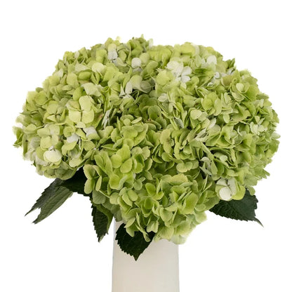 Giant Pale Green Hydrangea Flower Vase - Image