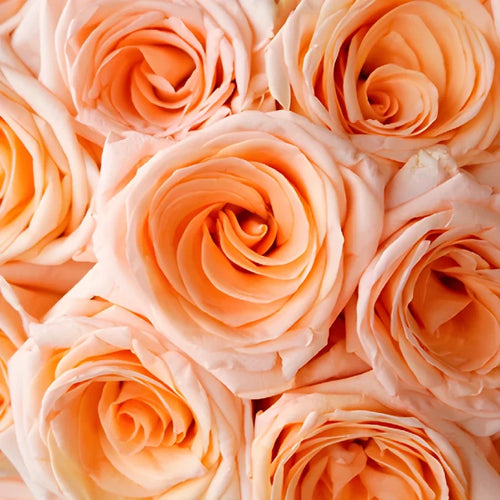 Honey Bella Peach Rose