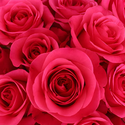 Hot Party Hot Pink Rose