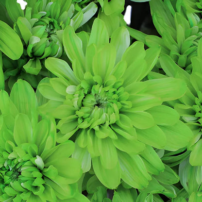 Lime Green Tinted Flower
