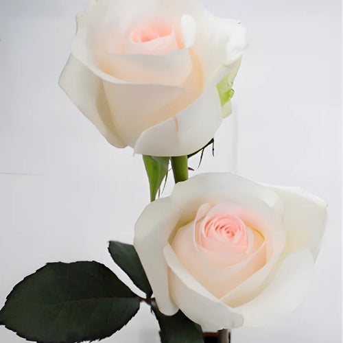 Lovely Bride Sweetheart Roses