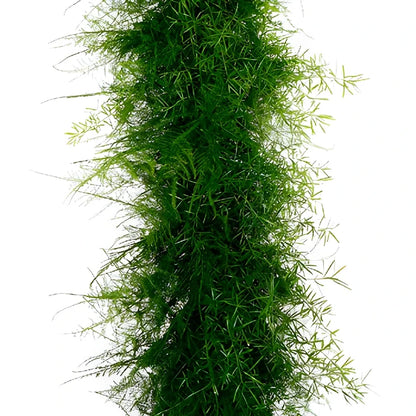 Plumosus Sprengeri Greens Garland