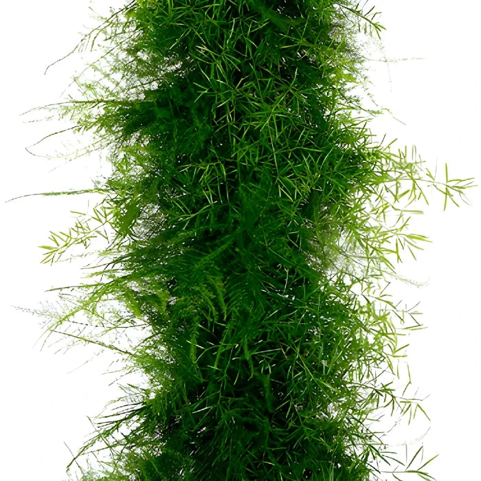 Plumosus Sprengeri Greens Garland