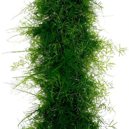 Plumosus Sprengeri Greens Garland