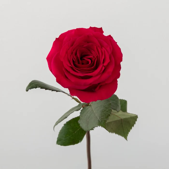 Queenberry Hot Pink Rose Stem - Image