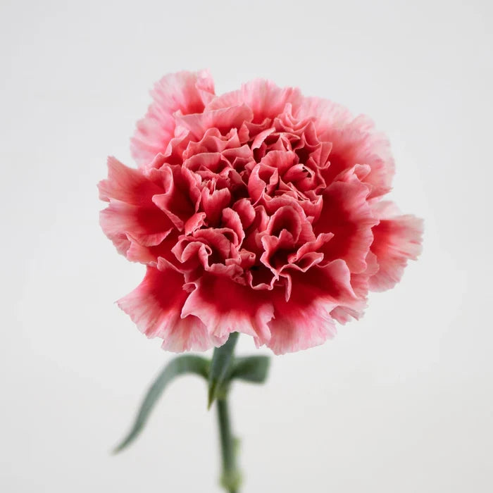 Red White Carnation Flower Stem