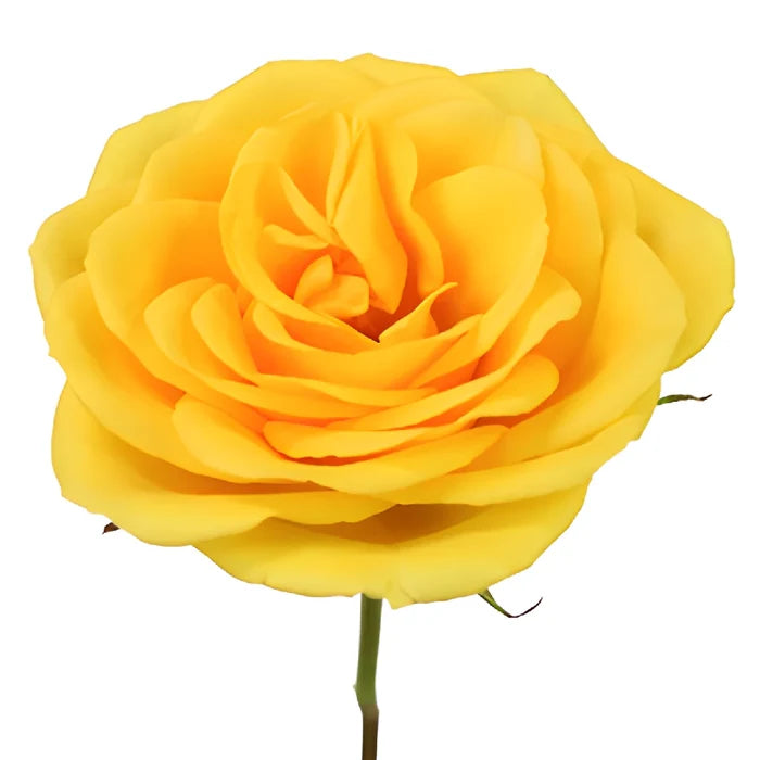 Yellow Gold Sweetheart Roses